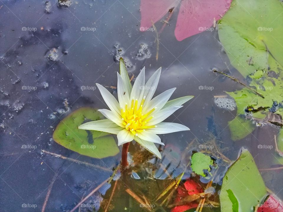 White lotus flowers are seen from above fresh and beautiful which are still not in perfect bloom