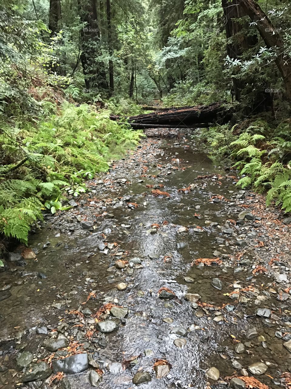 Forest floor. Redwoods.