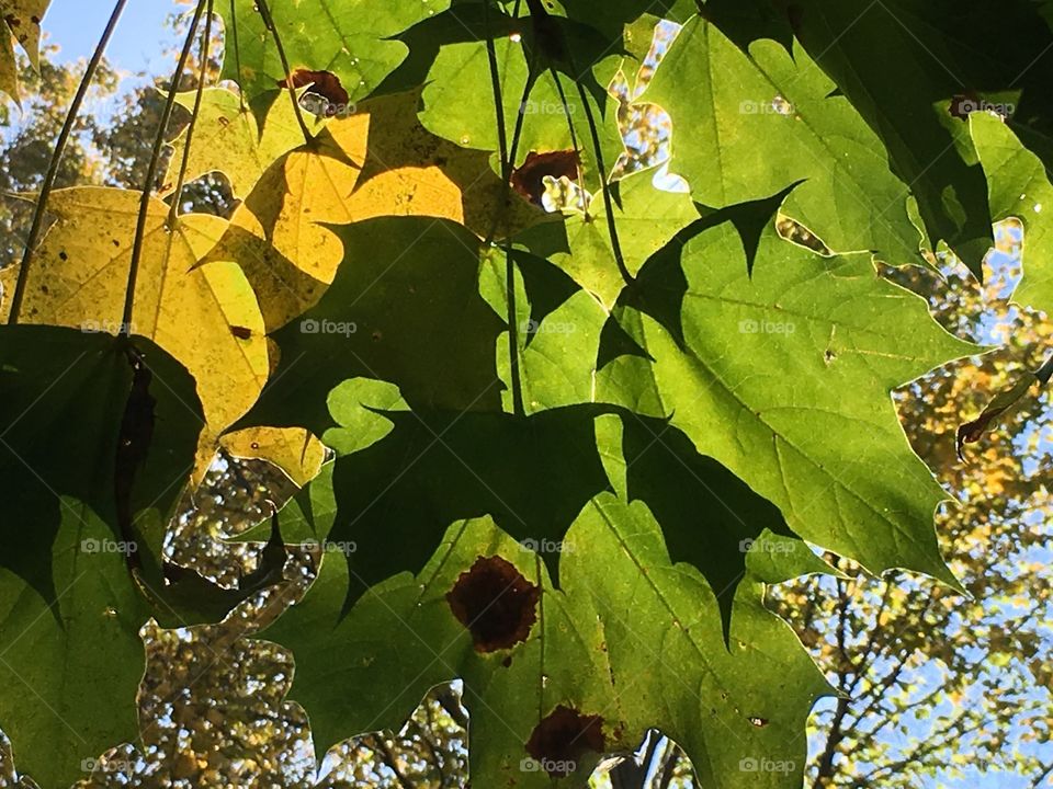 Leaves in the sun