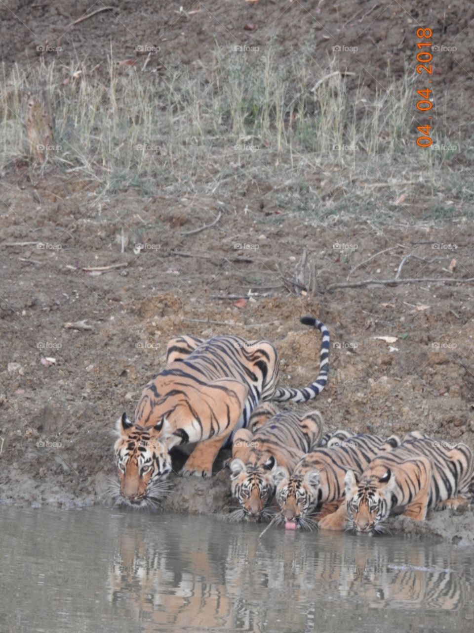 Forest King Drinking water