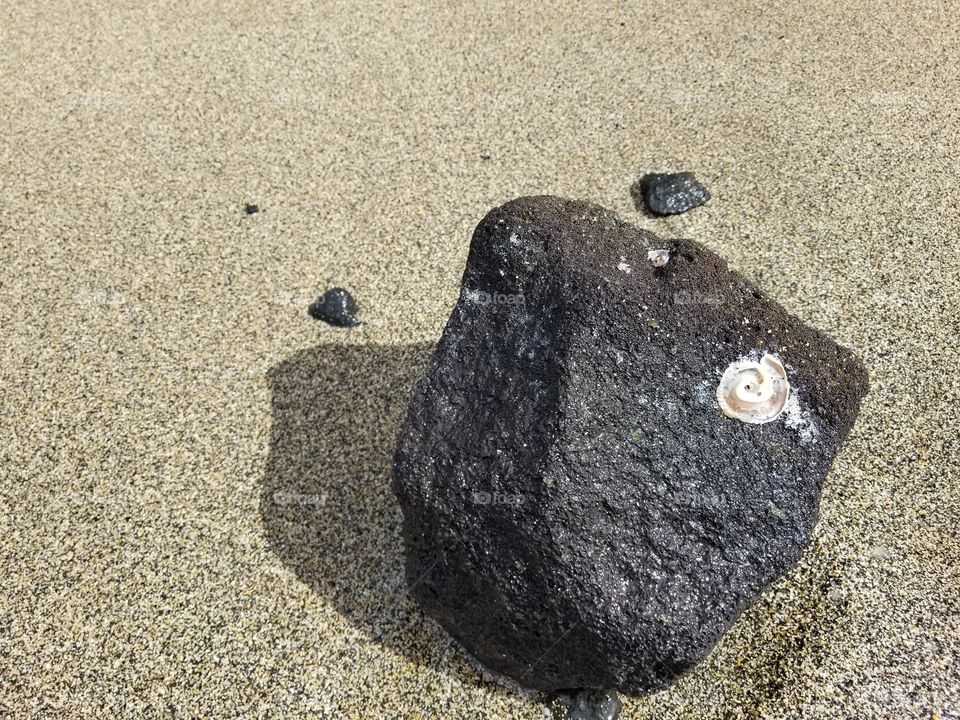 shell in rock