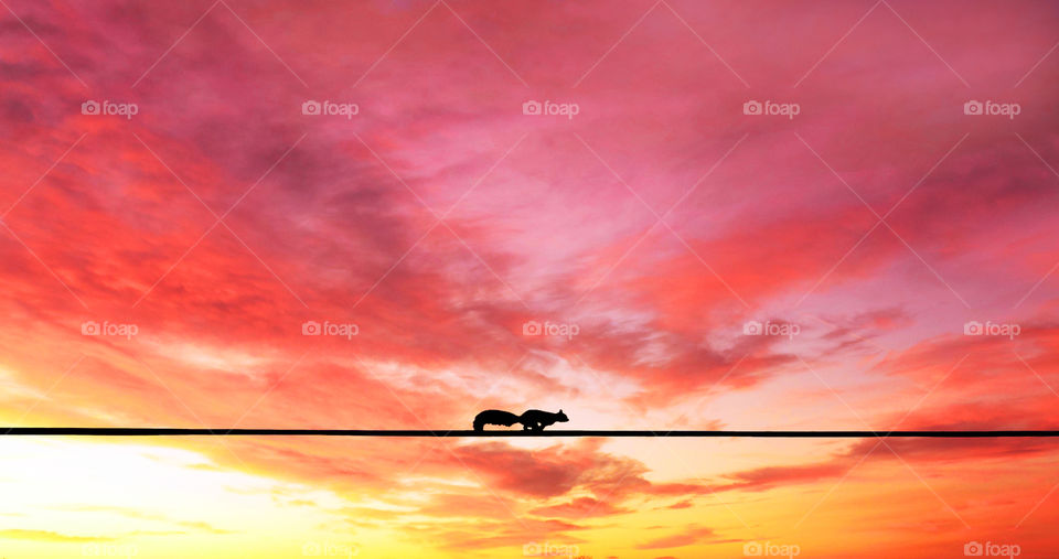 Silhouette of a little squirrel running over an electric wire against colorful sunset