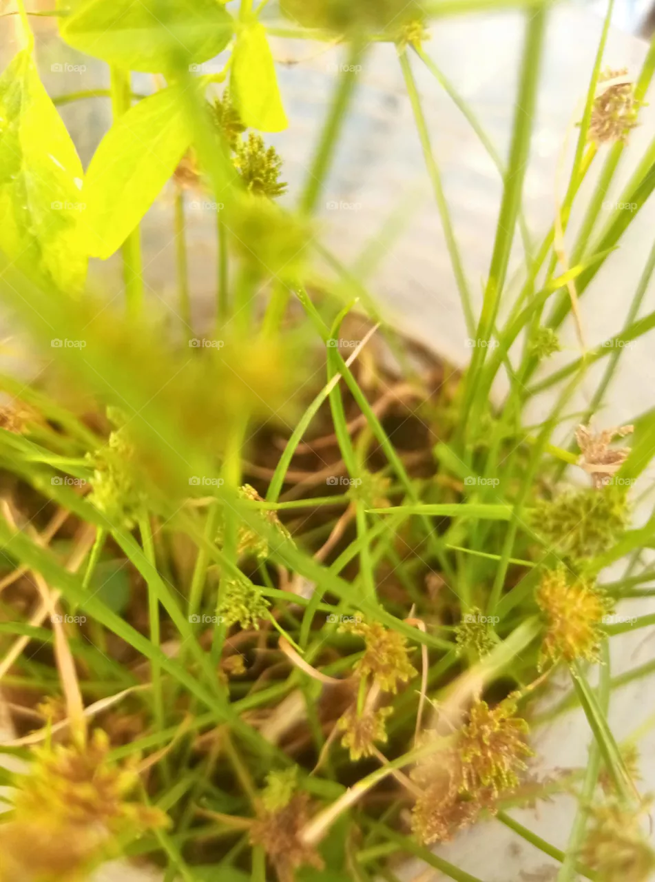 greenary