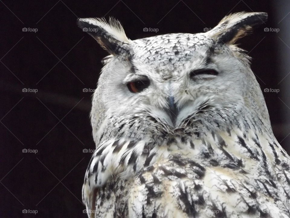 Snowey Owl