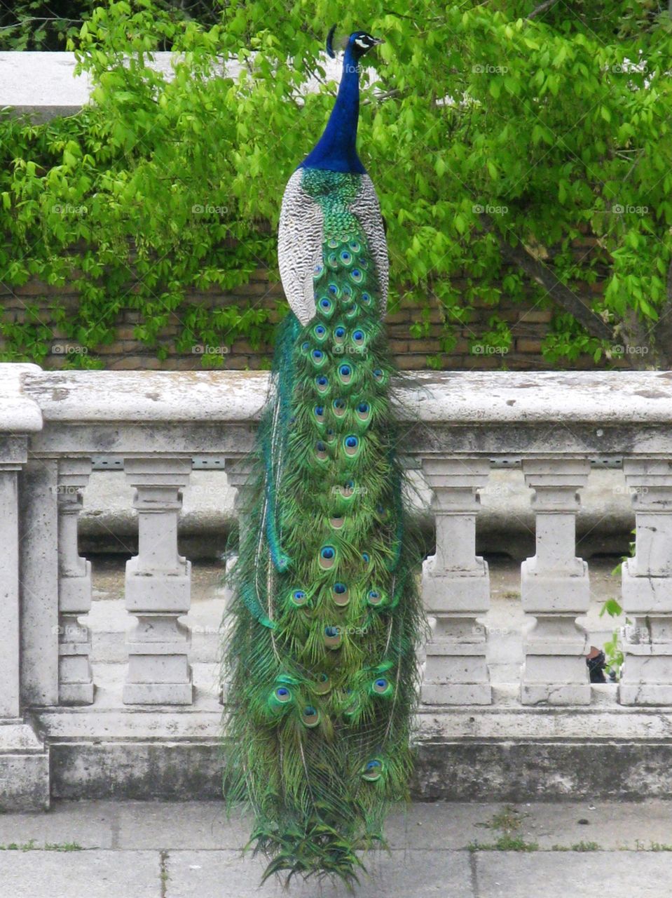 Wild peacock in Spain