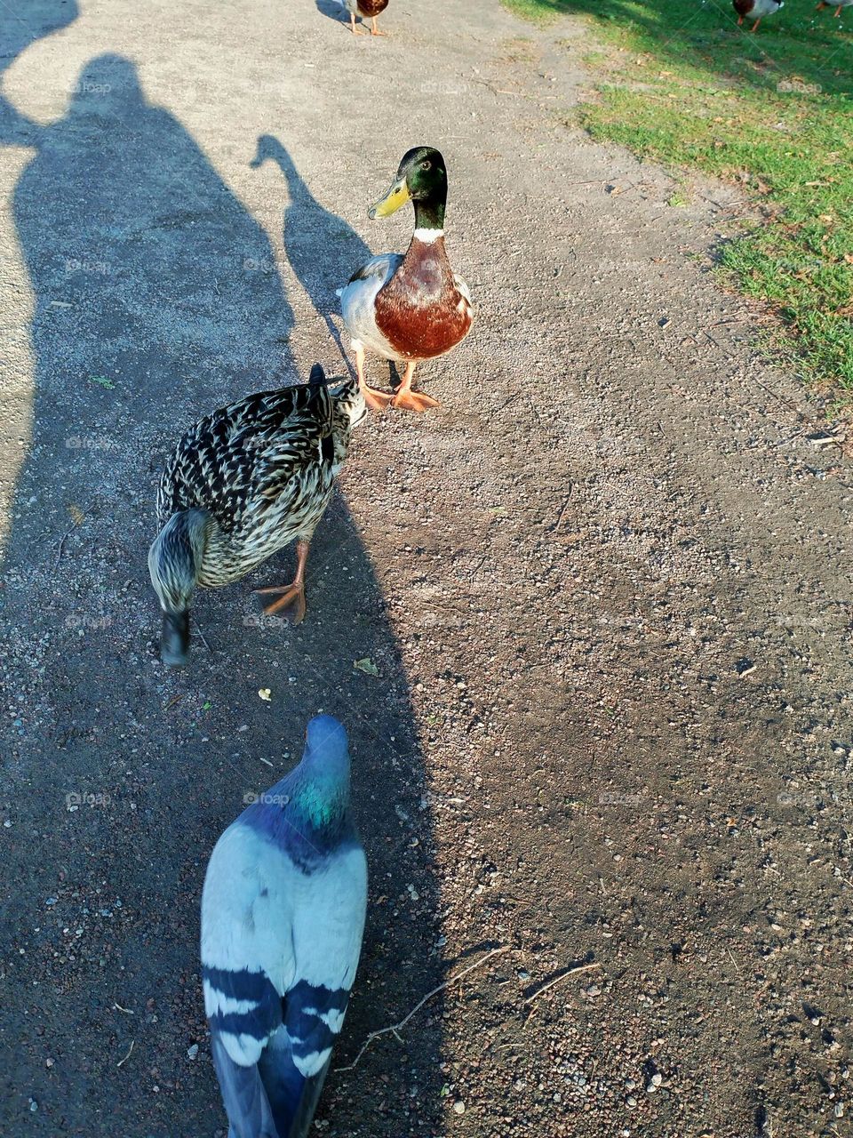 Urban nature- wildlife