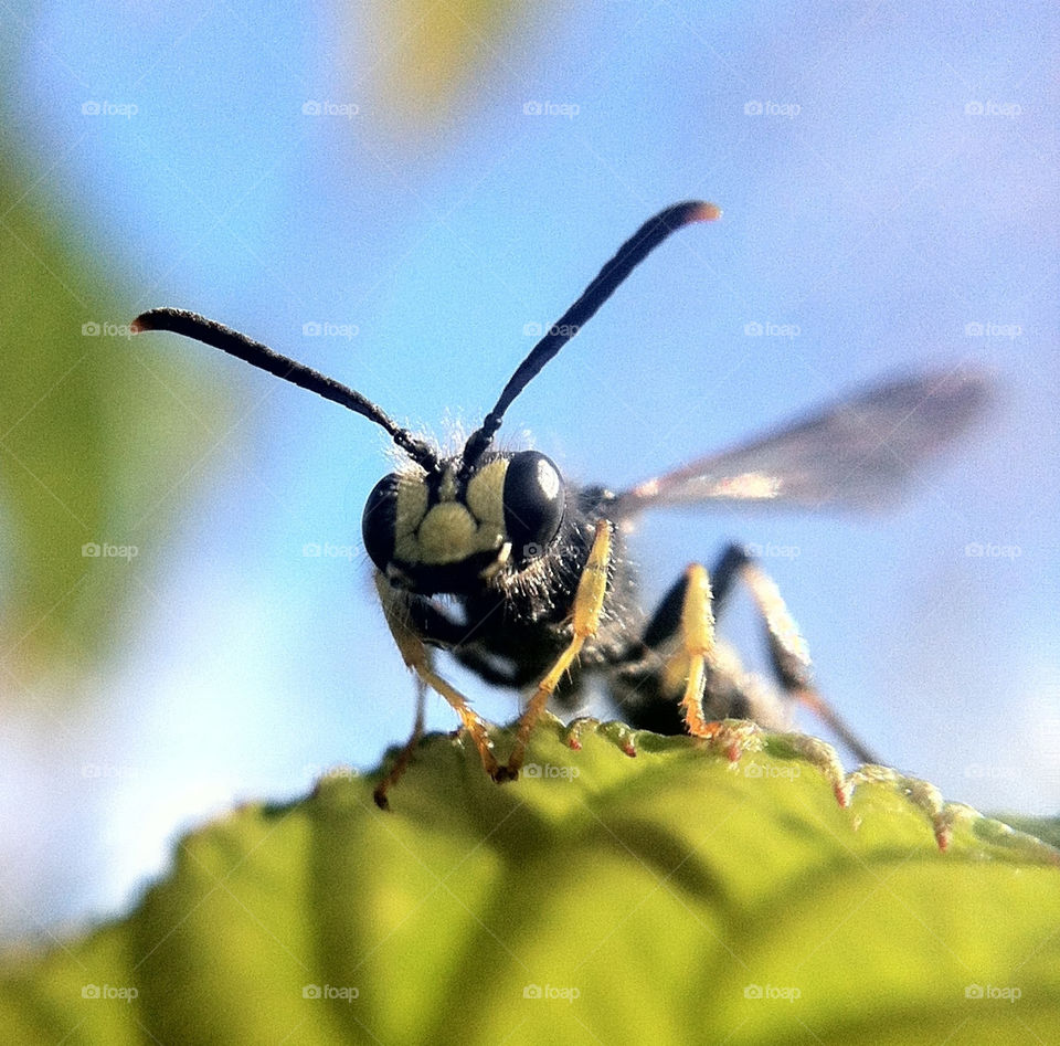 insect