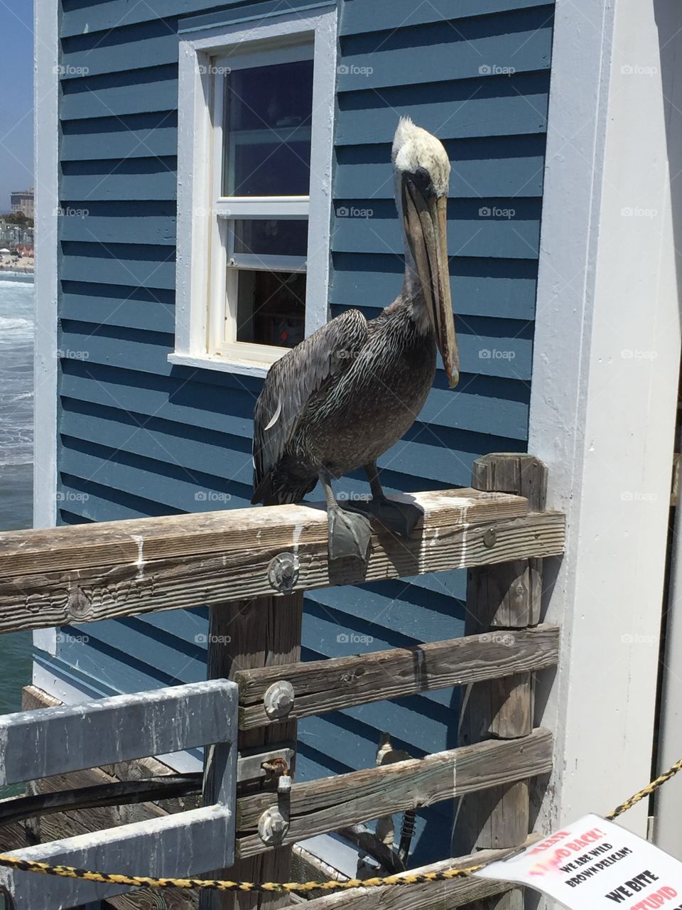 Oceanside pelican 