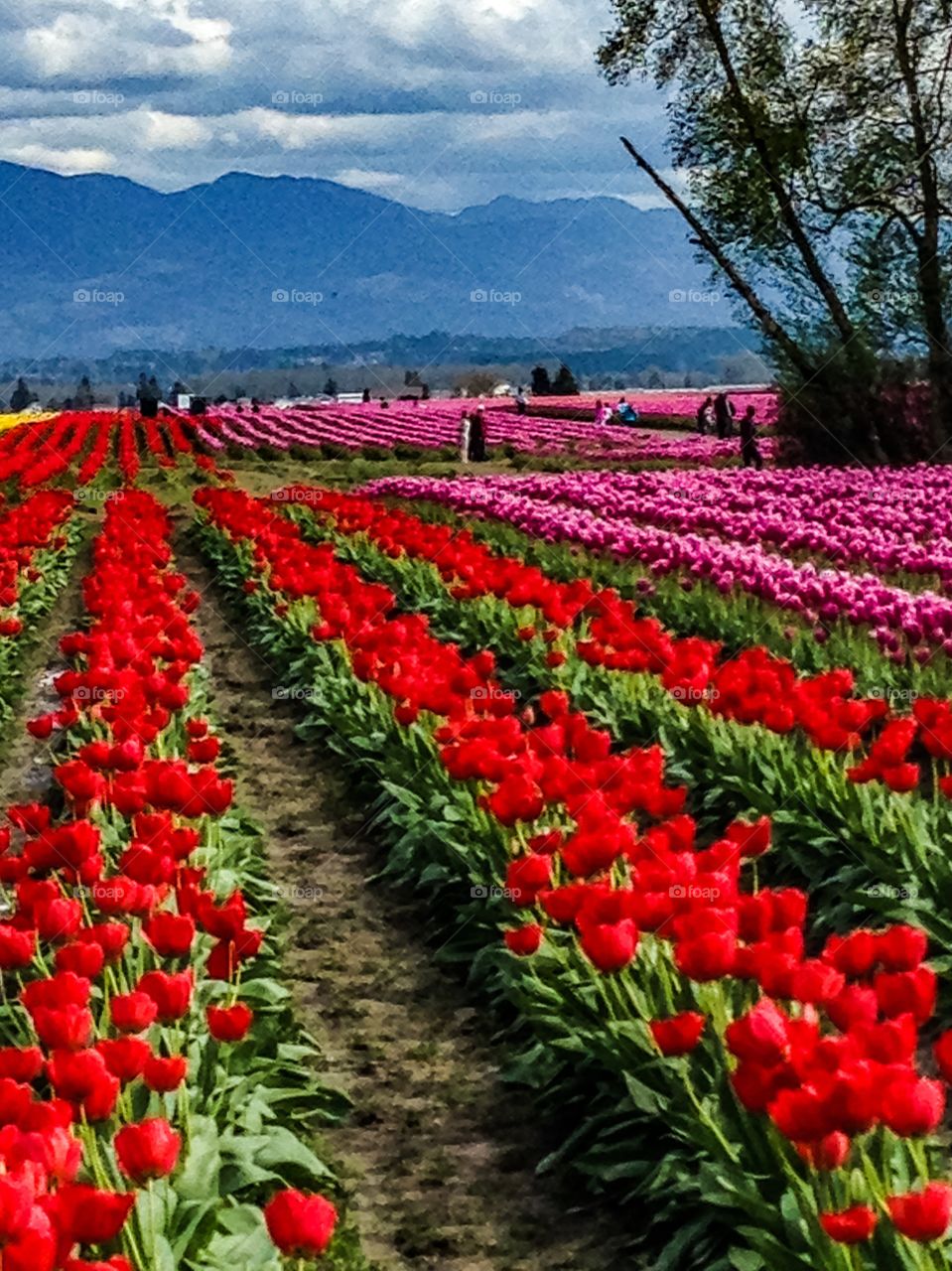 Red tulip field