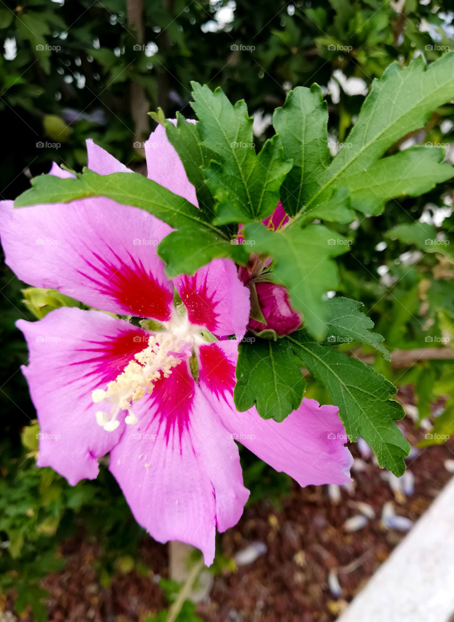 Nature's colors 🌺