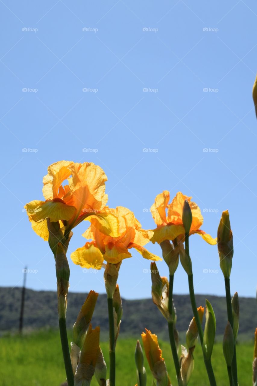 Flower. Petals 