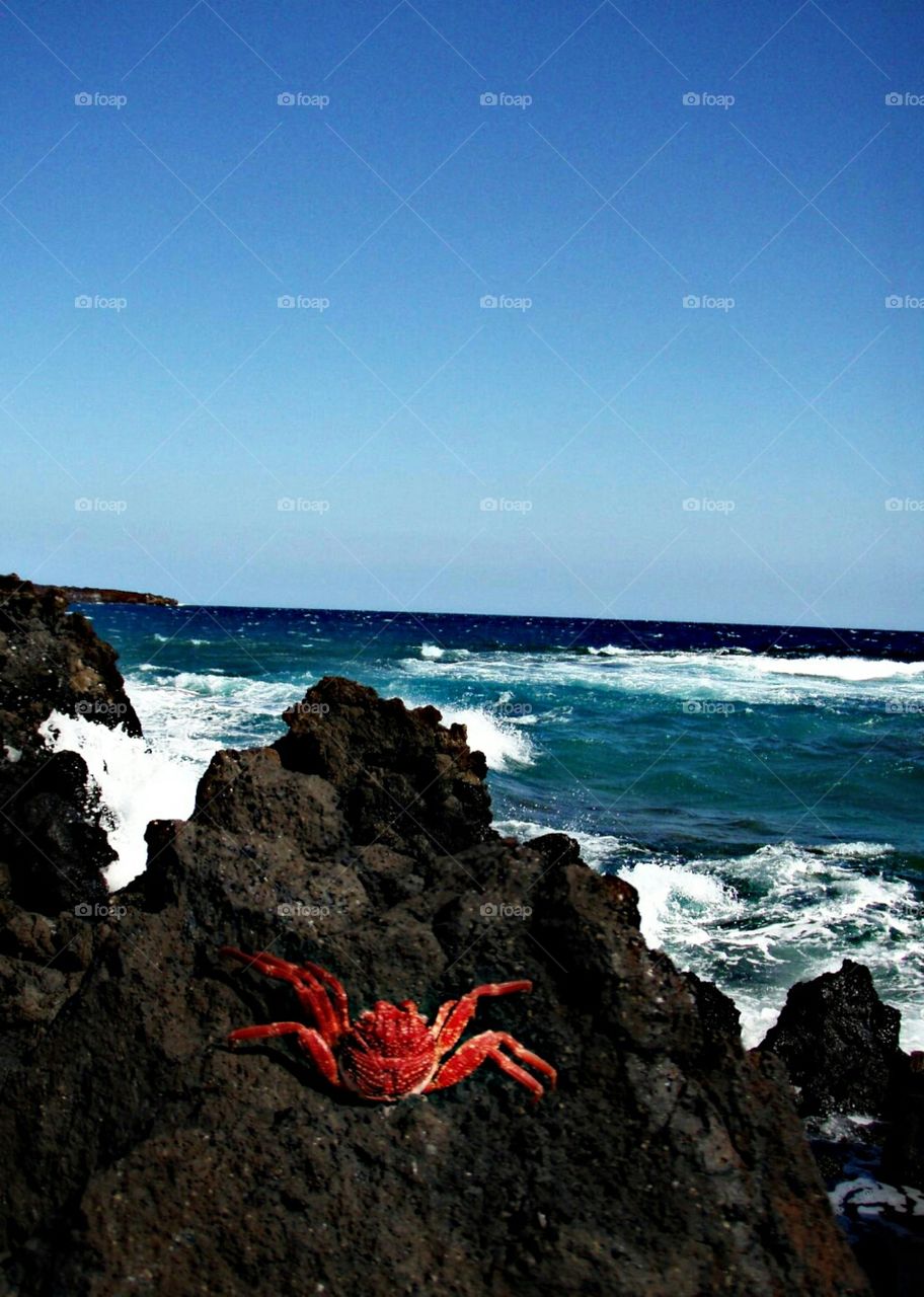 Crab on the rock. Crab on the rock