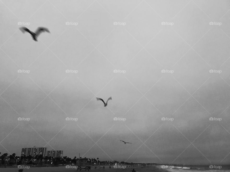 Seagulls over the Pacific Ocean in Santa Monica California 