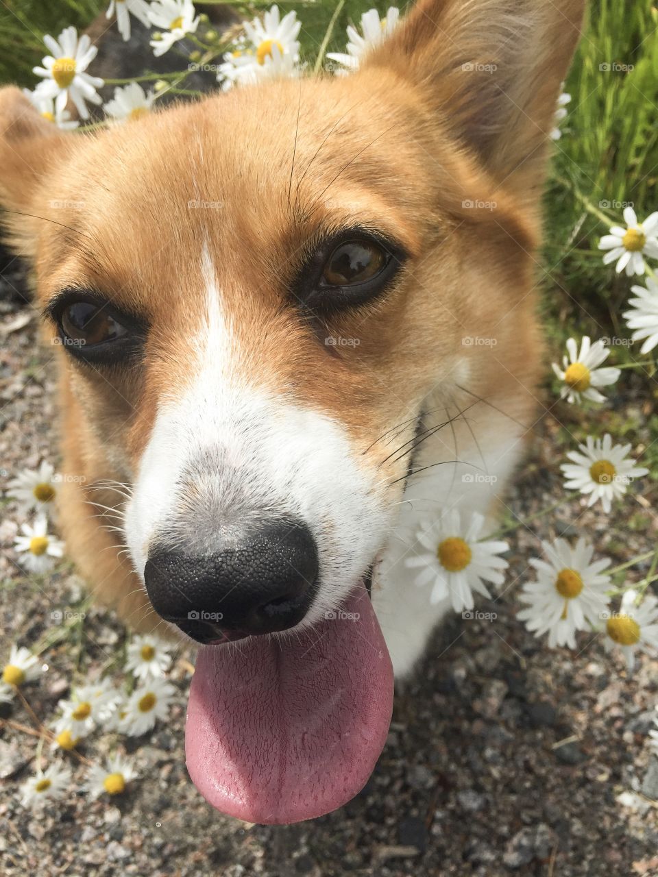 Cute corgi face looking into the camera. 