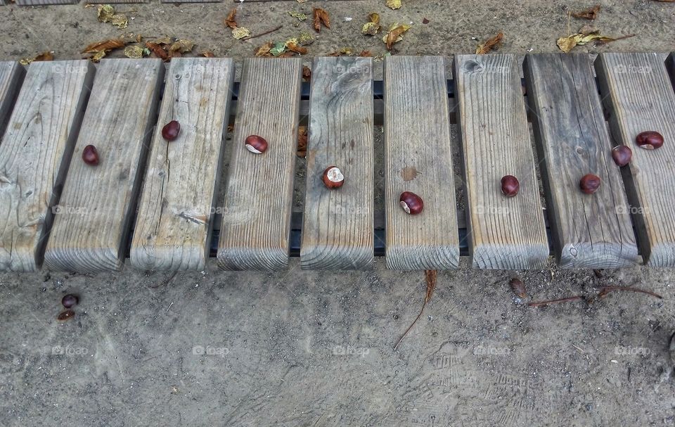 bench with chestnuts скамейка с каштанами