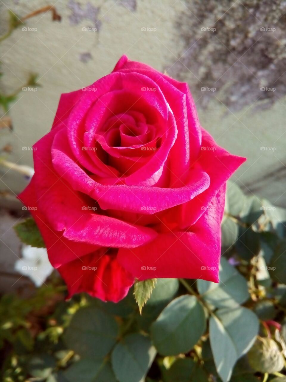 Rose is the symbol of love.