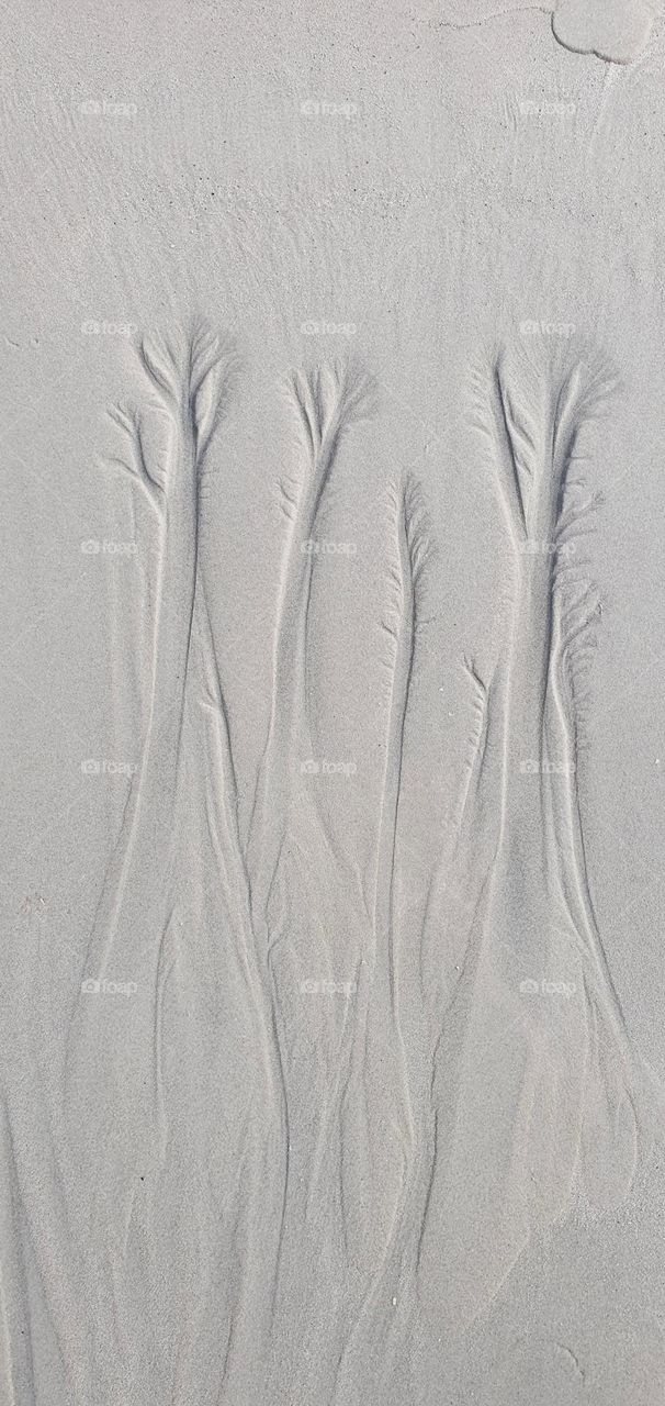 Natural art. Trees drawn in the sand by running water from the ocean.