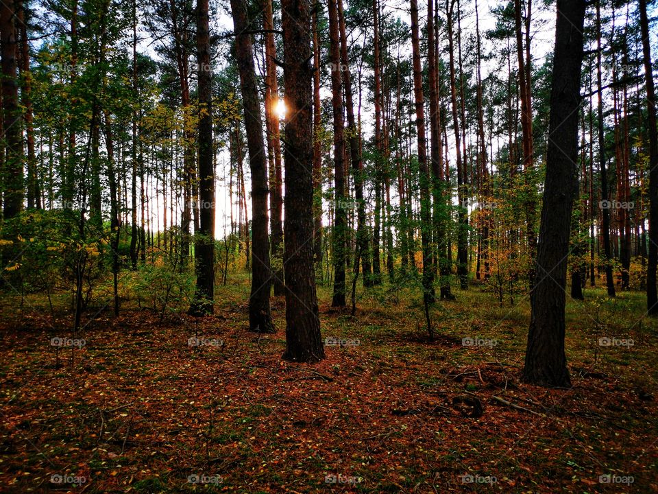 Autumn forest