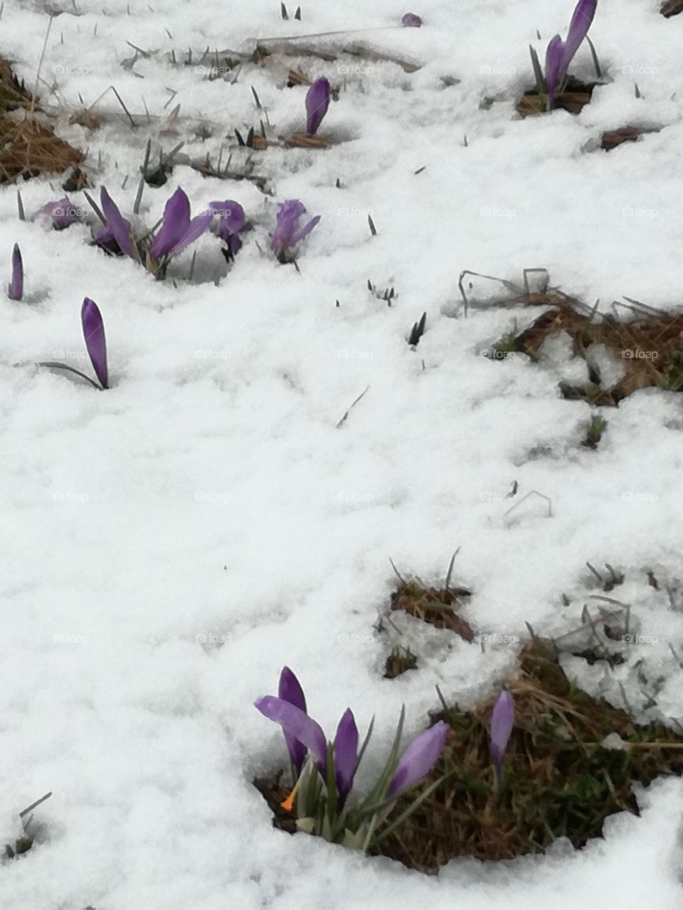 Resiliency. Crocus under the snow. It's may😊
