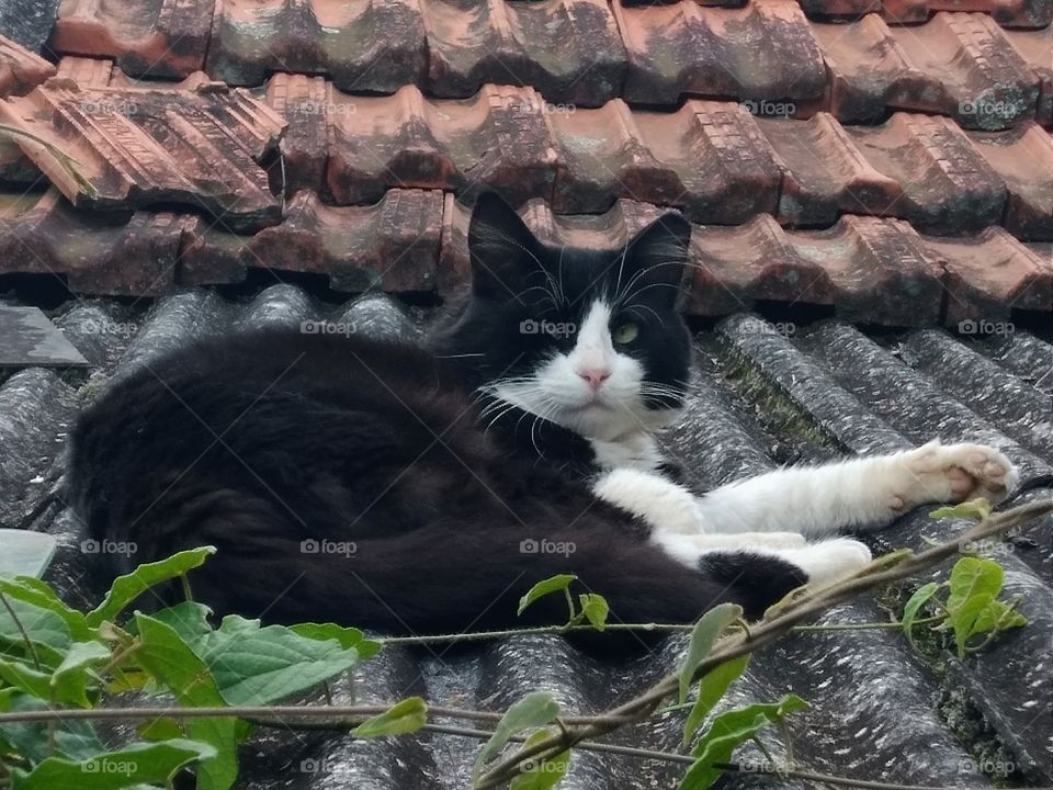Cat on the roof