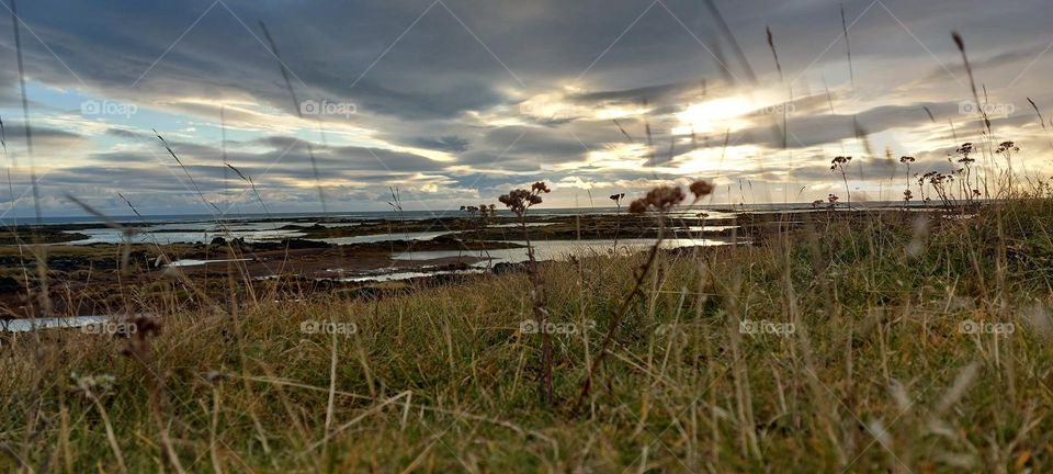 Exploring the nature. low angled shot of flower in the grass, down by the ocean in small village. Beautiful sunset on cloudy skies