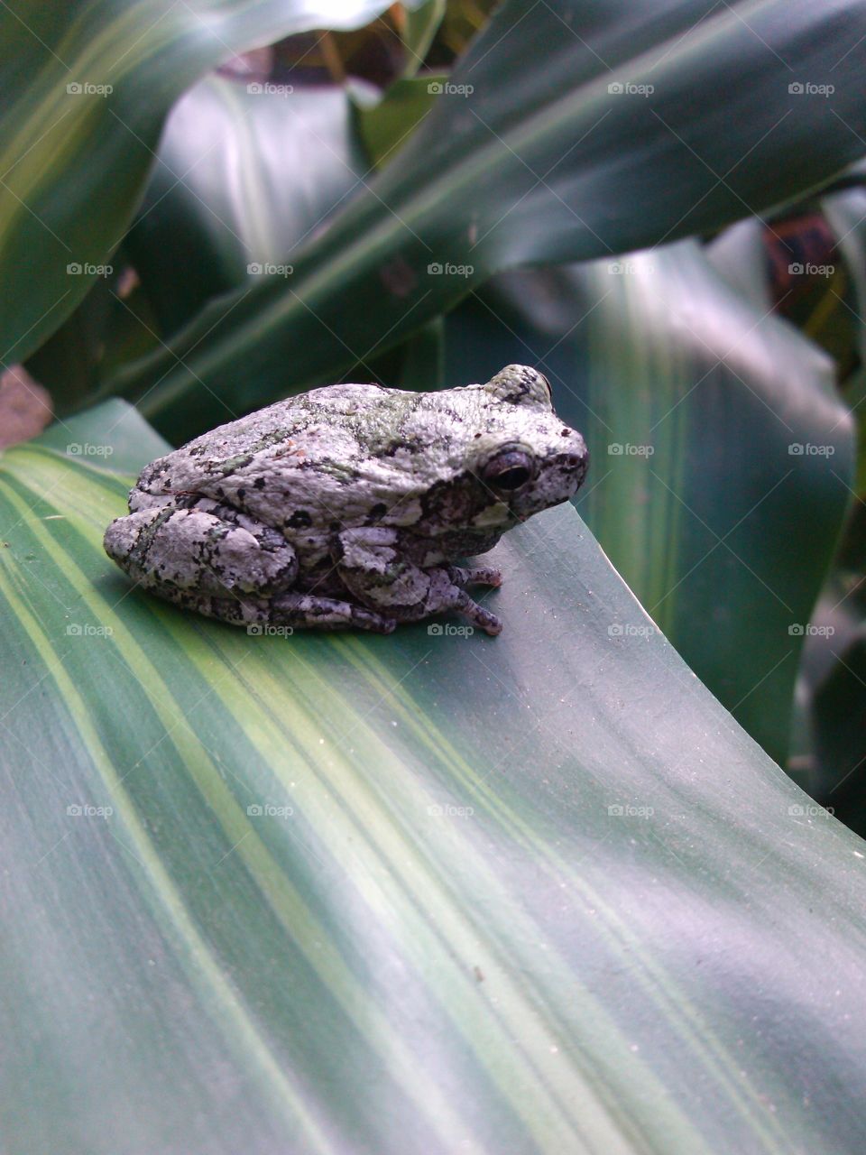 Tree Frog on a Dracenea Leaf