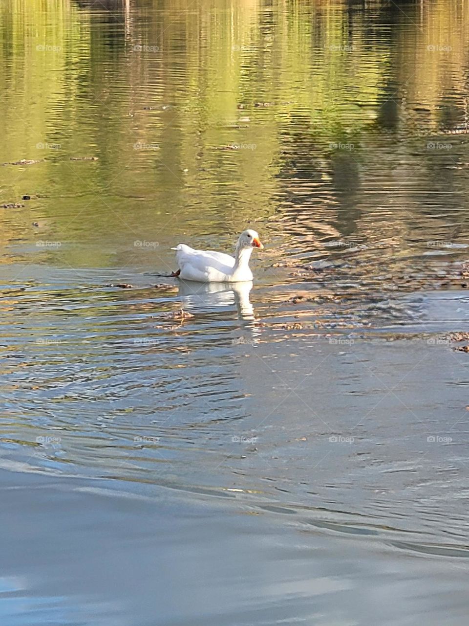 ave en el lago