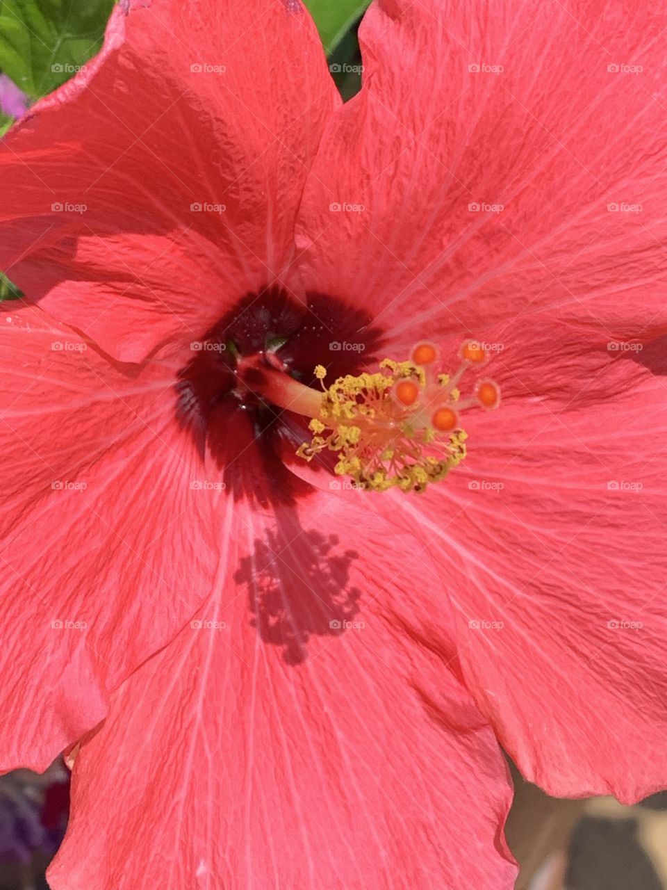 Hibiscus