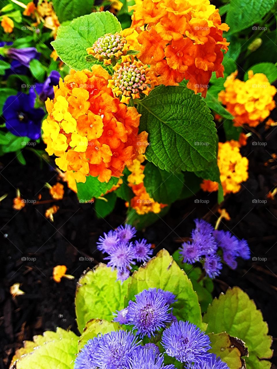 Bright garden flowers