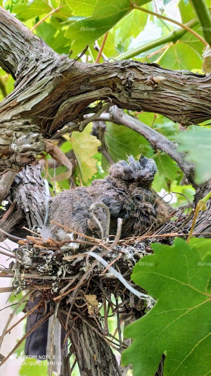 The chick of the wild bird has grown a little and has feathers