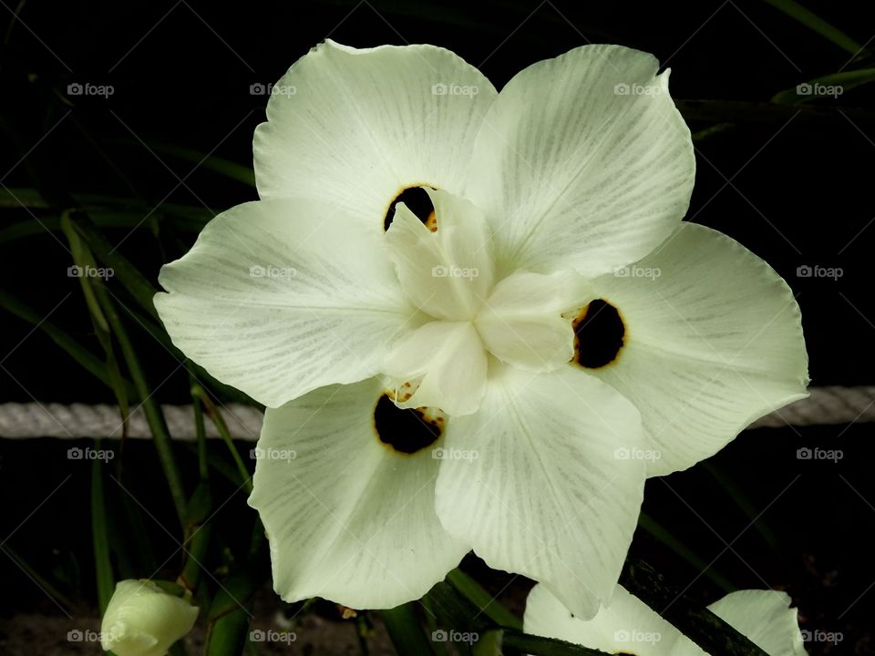 The beauty of the flowers