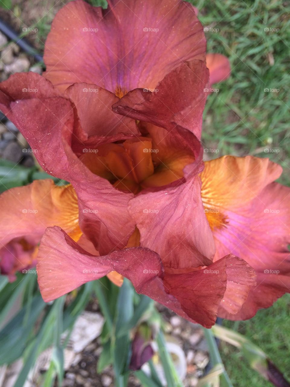 Iris