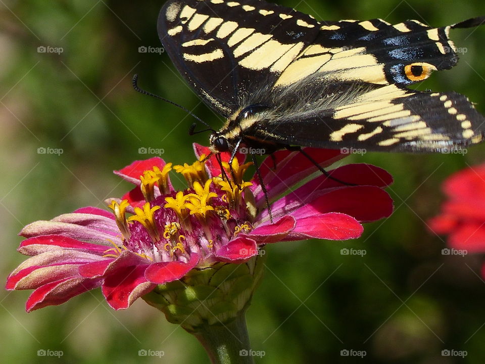 Butterfly on zinnia 