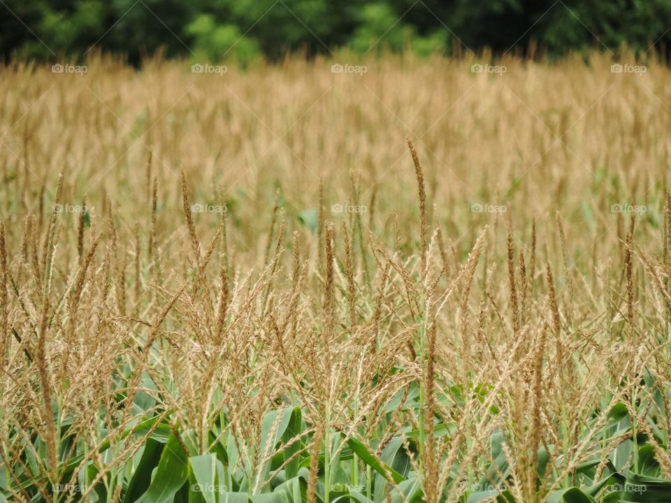 Fields of Food