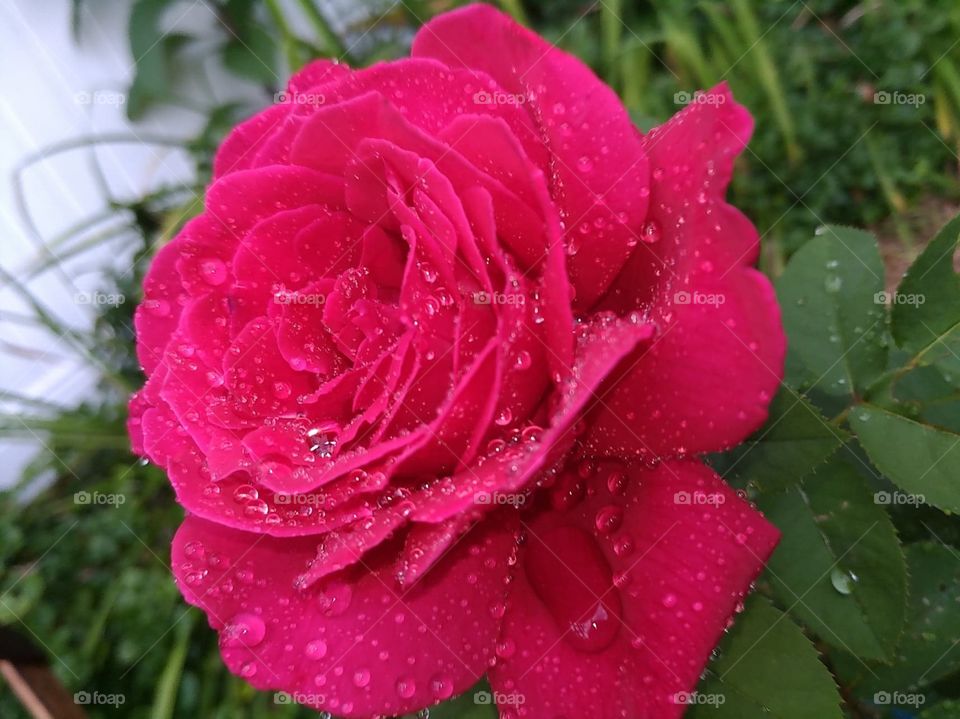 Rose after rain.