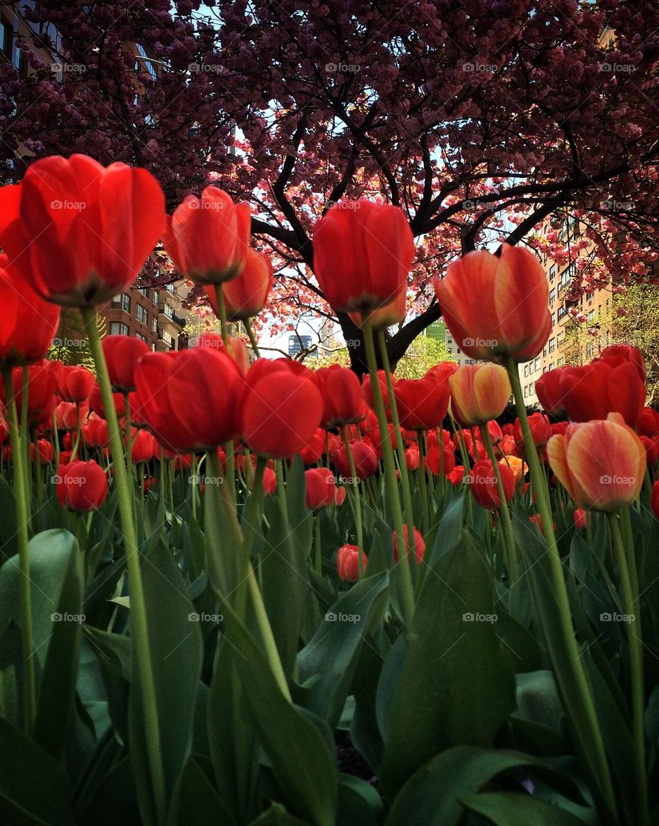 Tulips on Park Ave