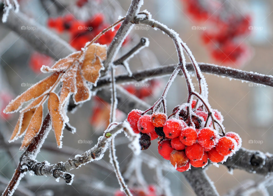 red rowan