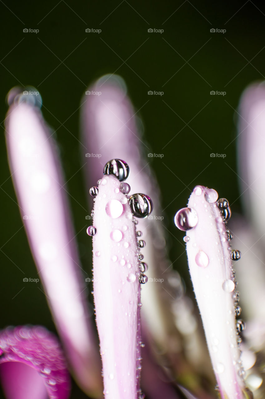 Rain drops on the flower buds. Nature's own pearls.