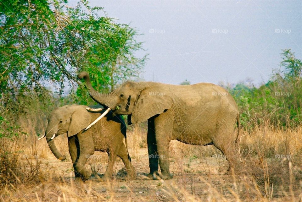 Elephant couple