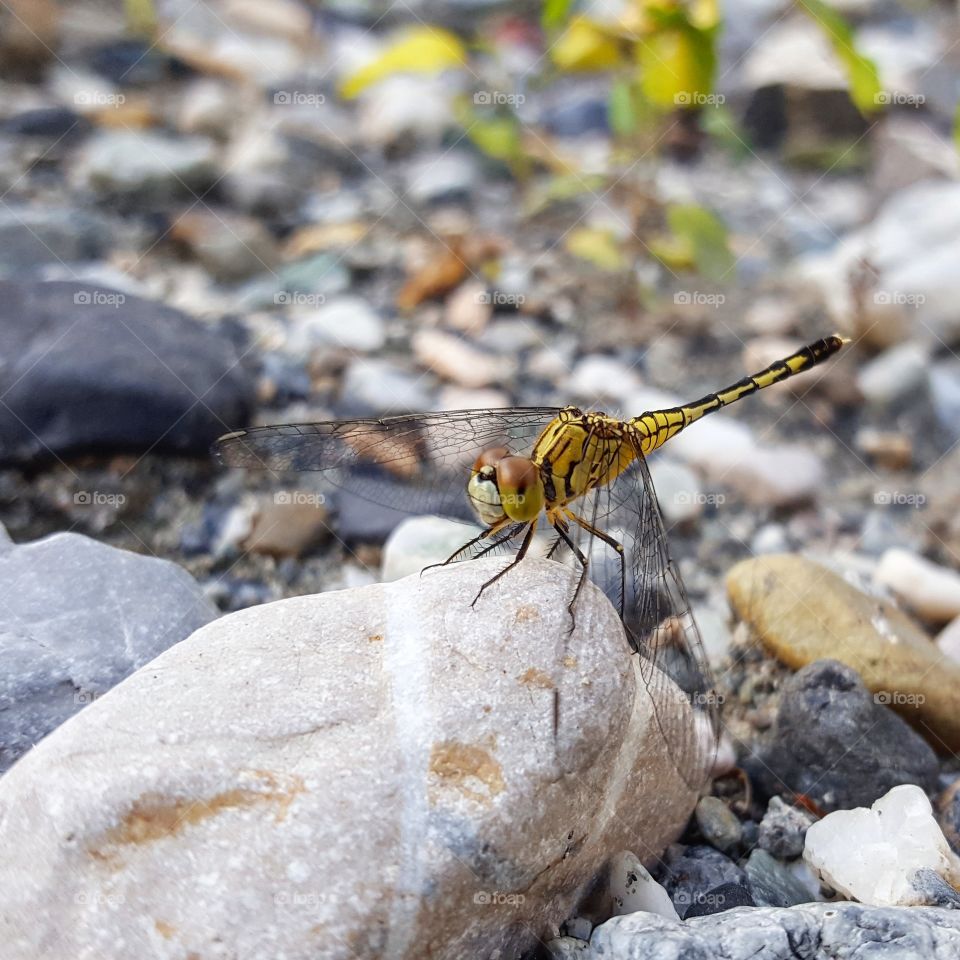 dragon fly