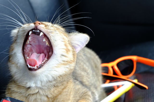 Funny cat