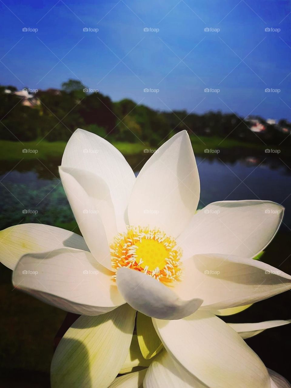 White lotus click