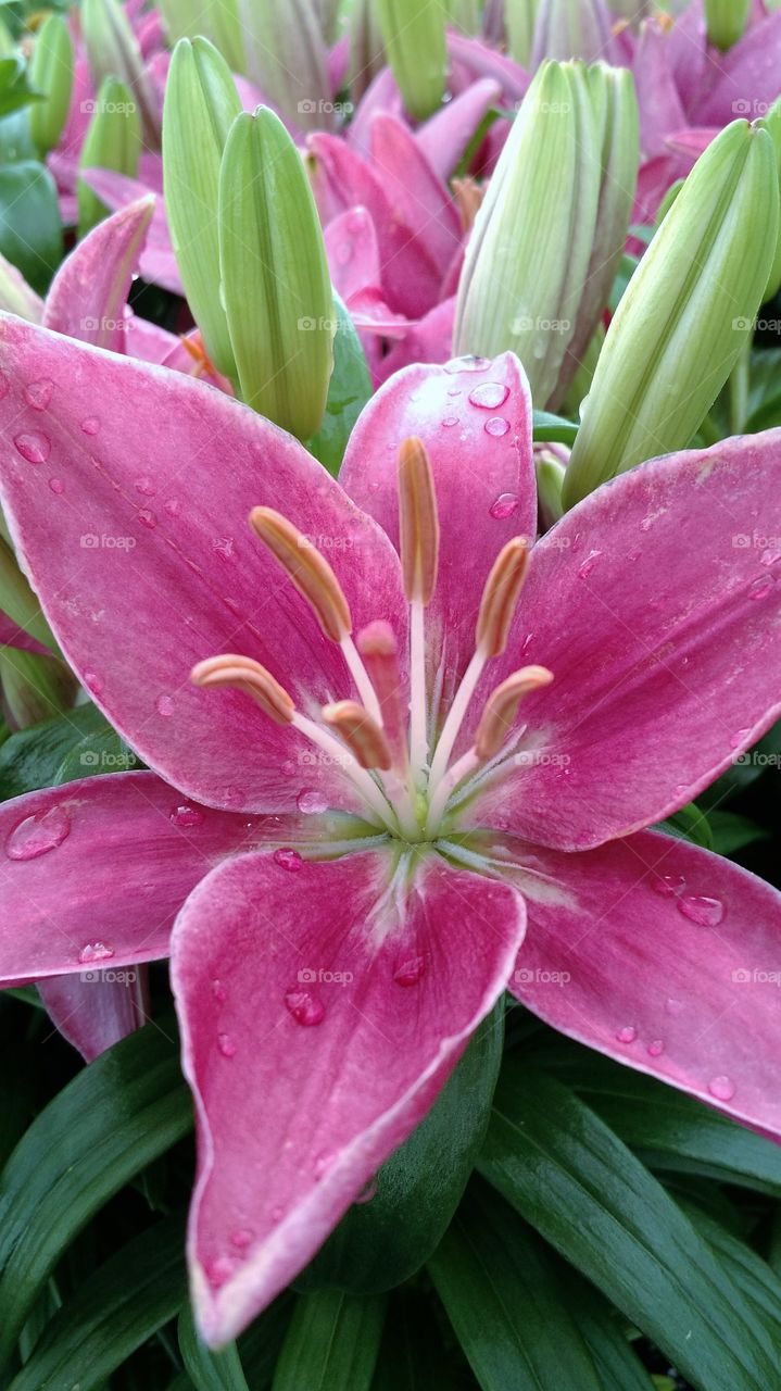 Pink Lilly is happy