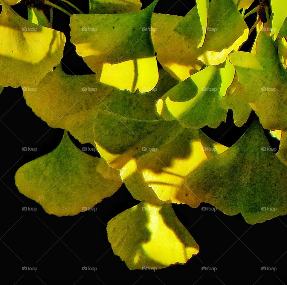 Ginkgo leaves