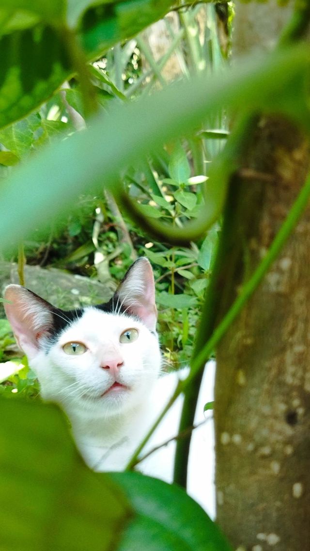 White cat