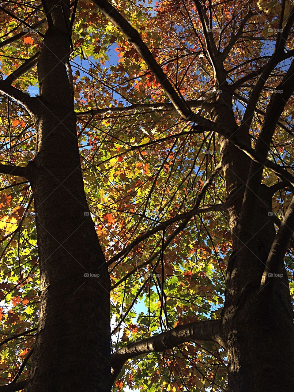 Low angle view of autumn tree