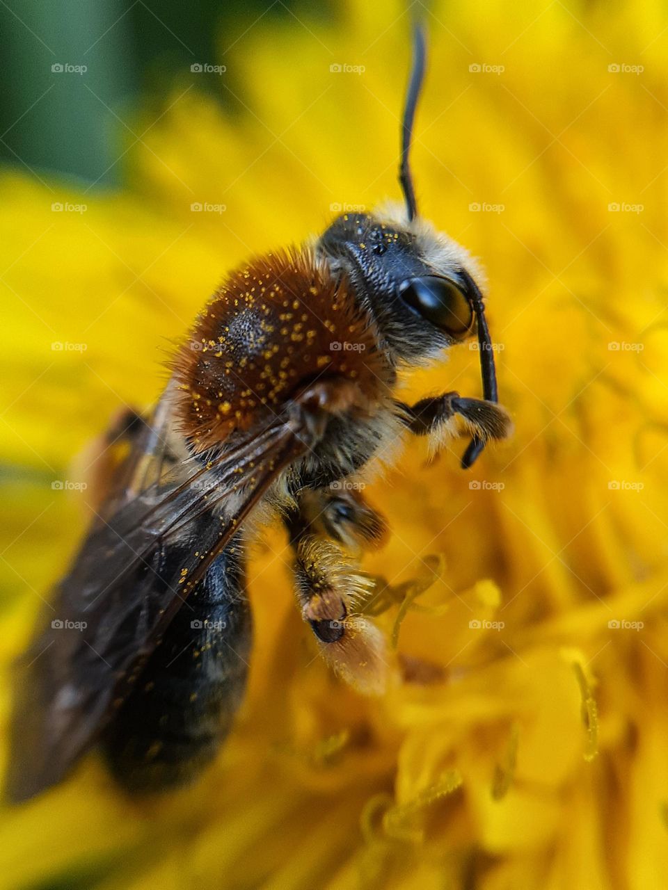 Funny bee collects pollen for honey from a yellow dandelion in spring