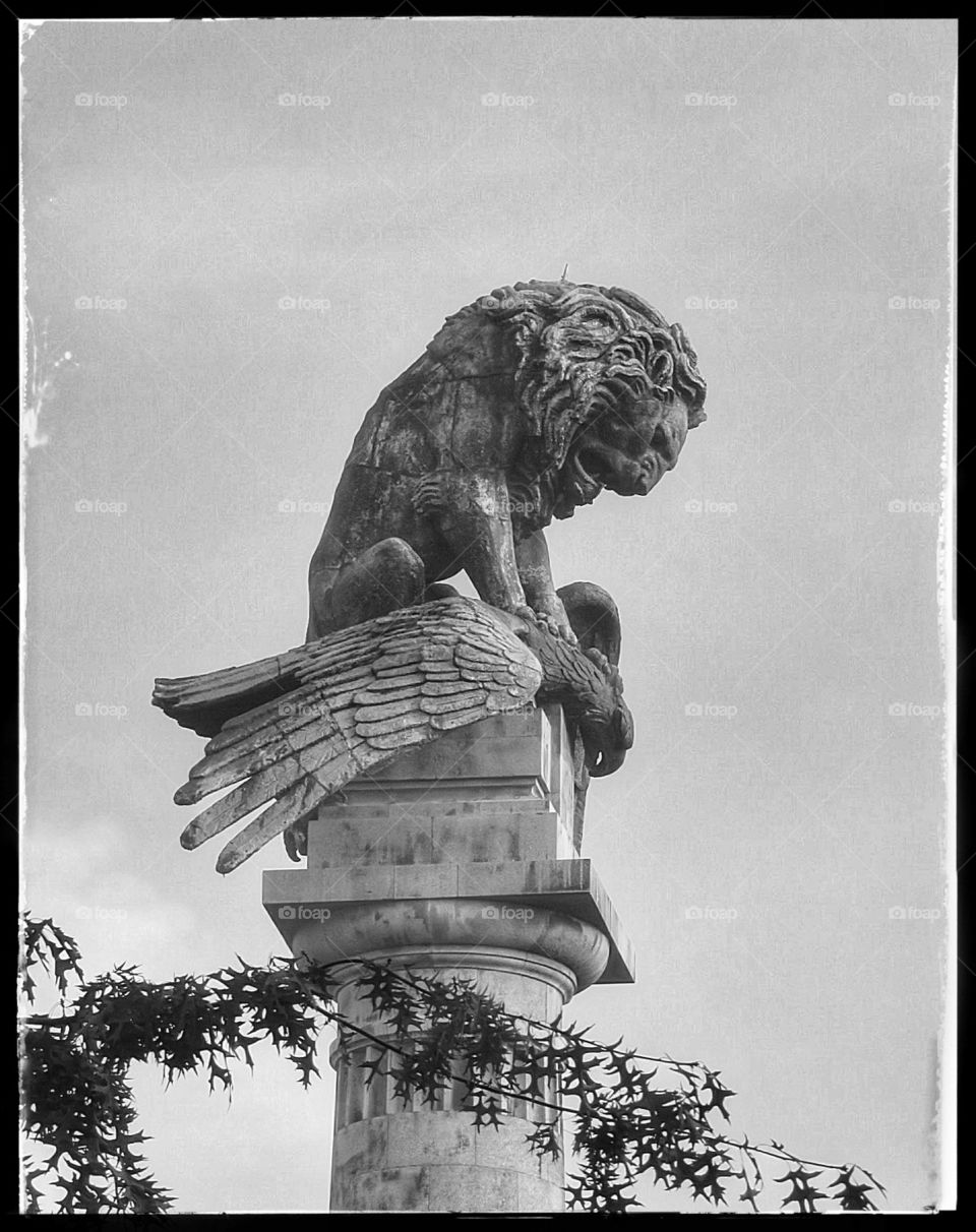 The lion and the eagle Boavista Porto