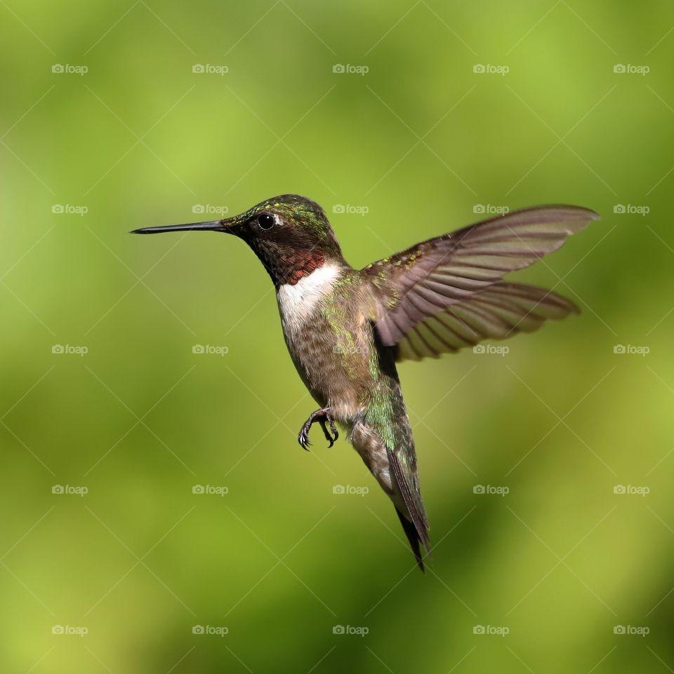 ruby-throated hummingbird