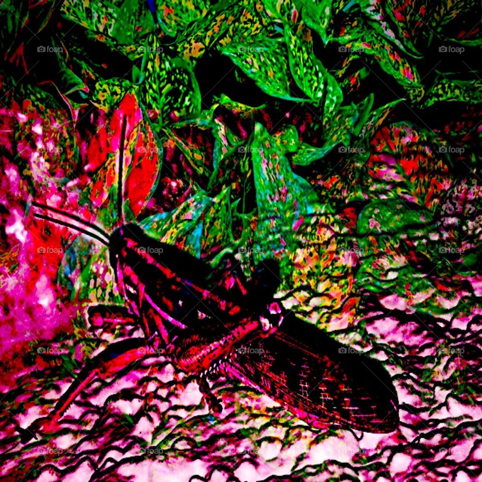 Psychedelic grasshopper 